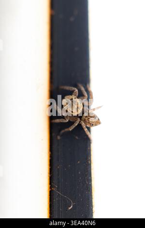 Kleine springende Spinne am Rand der Oberfläche mit minimalem Hintergrund und Kopierraum Stockfoto