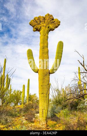 Seltene Saguaro-Kaktus mit Fächerform stehen in der Wüstenlandschaft des Saguaro National Park Arizona Stockfoto