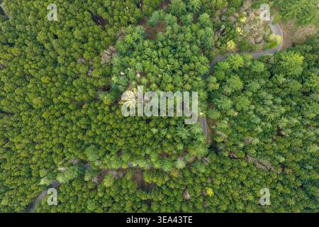 Aus der Vogelperspektive einer gewundenen Asphaltstraße, die sich durch das dichte grüne Baldachin des Waldes von Vallombrosa schlängelt, Vallombrosa, Toskana, Italien. Stockfoto