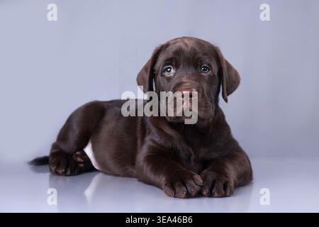 Schokoladen-Labrador-Welpe ruht auf grauem Studiohintergrund, Ganzkörperporträt. Stockfoto