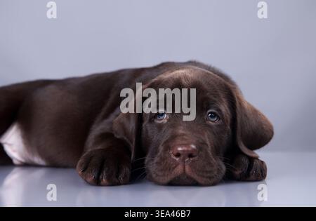 Schokoladen-Labrador-Welpe, der auf grauem Hintergrund liegt und in die Kamera blickt Stockfoto