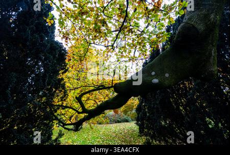 Niedriger Blick unter einem weitläufigen Baumzweig, eingerahmt von dunklem immergrünem Laub und goldenem Herbstdach über dem Dach Stockfoto