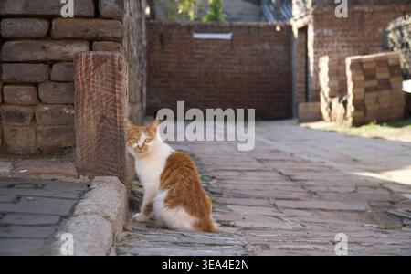 Eine orange-weiße Ingwerkatze sitzt in einer engen historischen Gasse der antiken Stadt Pingyao, Shanxi, China. Lokales Straßenleben Stockfoto