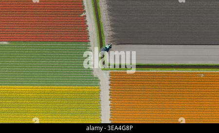 Aus der Vogelperspektive farbenfrohe Tulpenfelder in Rot, Gelb, Orange und Grün mit einem grünen Traktor, der auf einem dunklen Boden neben einem Kanal in Heil arbeitet Stockfoto