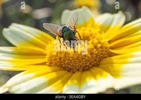 Nahaufnahme eines detaillierten Makros einer grünen Fliege, die auf einem leuchtend gelben Blumenzentrum thront und die Flügel des Insekts und die metallischen Körperstrukturen hervorhebt. Stockfoto