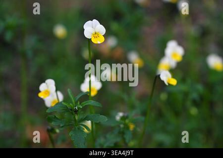 Wild Stiefmütterchen (Viola arvensis) Flower Macro Nahaufnahme in Meadow, Field Pansy Spring Bloom Stockfoto