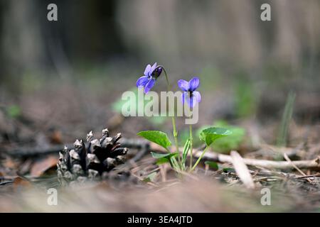 Süße Violette (Viola odorata) Wildblume im Waldboden Nahaufnahme Stockfoto