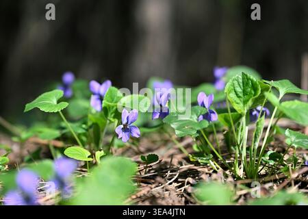 Süße Violette (Viola odorata) Wildblumen auf Waldboden im Frühling Stockfoto