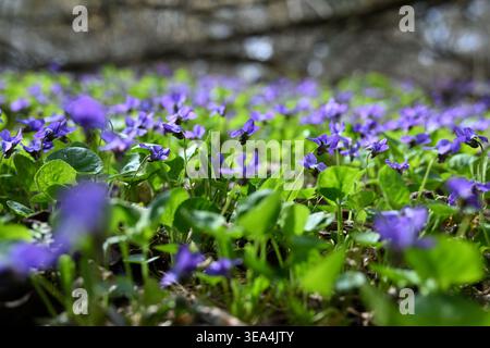 Viola odorata Süssviolette Blumen blühen im Frühling auf dem Waldboden Stockfoto