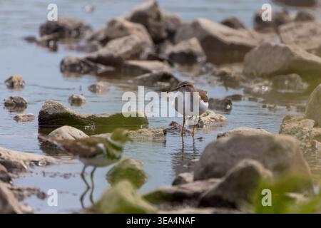 Gefleckter Sandpiper (Actitis macularius) im Fluss Stockfoto