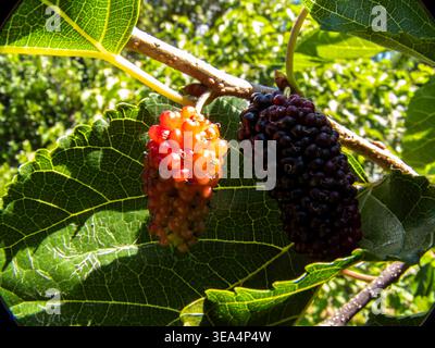 Nahaufnahme frischer schwarzer und roter Maulbeeren, die auf einem grünen Blattzweig in einem Naturgarten in Brasilien wachsen und verschiedene Reifestadien zeigen Stockfoto