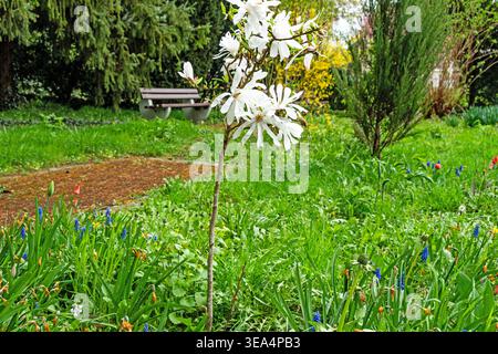 Bad Sooden-Allendorf, Hessen, 19. April 2026: Blühende Sternmagnolie mit weißen Blüten in einem Landschaftsgarten im Frühjahr Stockfoto
