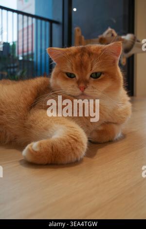 Flauschige Ginger Cat Lounges auf Holzboden. Weiches Fell, ruhige Augen, entspannte Haltung. Der Schwanz wurde ordentlich neben dem Körper gerollt. Die Katze blickt direkt in die Kamera. Backgro Stockfoto