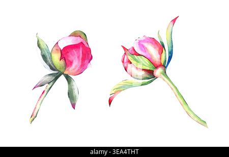 Set aus zwei handgemalten Aquarellen mit hellrosa Pfingstrosen-Knospen. Die Knospen werden in verschiedenen Stadien der Blüte erfasst, mit lebendigem Glanz Stockfoto