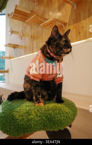Die niedliche Schildpatt-Katze sitzt ruhig. Trägt einen kuscheligen, farbenfrohen Pullover. Auf weichem, rundem, grünem Kissen. Blick auf Holzregale. Katzen Stockfoto