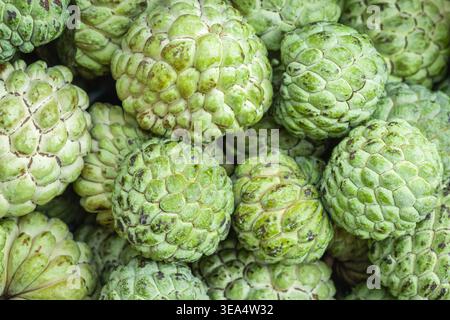 Nahaufnahme Vanillezucker Äpfel zum Verkauf auf dem Markt, tropische süße und nahrhafte Früchte. Blick von oben auf einen großen Haufen Srikayas oder Annona reticulata Stockfoto