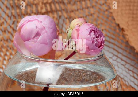 In einer runden Glasvase, die mit klarem Wasser gefüllt ist, sind drei rosafarbene Rosenknospen zu sehen, die winzige Blasen zeigen, die sich am Glas festhalten Stockfoto
