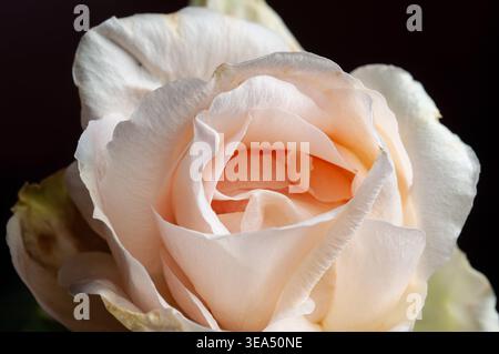 Makroaufnahme einer blasspfirsichrosen mit komplizierten Blütenblättern und einer dunklen, stimmungsvollen Kulisse Stockfoto