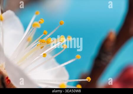 Extreme Nahaufnahme der Fortpflanzungsteile einer blühenden Blume Stockfoto