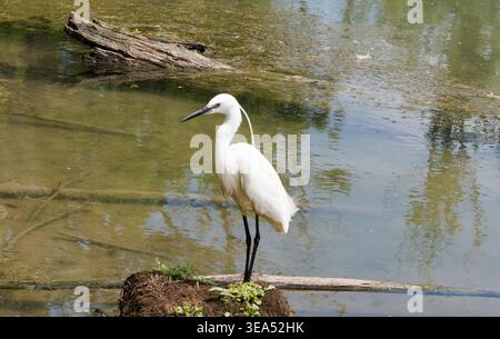 Eleganter kleiner Egret, der auf einem Baumstamm in einem Feuchtgebiet steht Stockfoto