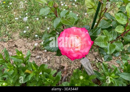 Rosa Hybrida Hybrid Tee Pflanze blüht zart schöne romantische rosa Blütenblüten Frühling Hintergrund Nahaufnahme Stockfoto