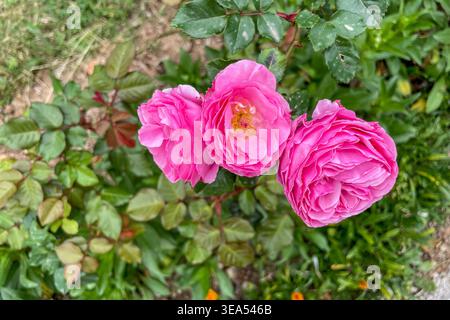 Rosa Hybrida Hybrid Tee Pflanze blüht zart schöne romantische rosa Blütenblüten Frühling Hintergrund Nahaufnahme Stockfoto