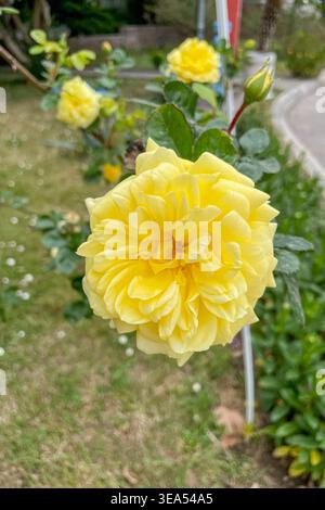 Rosa Hybrida Hybrid Tee Pflanze blüht zart schöne romantische gelbe Blütenblüten Frühling Hintergrund Nahaufnahme Stockfoto