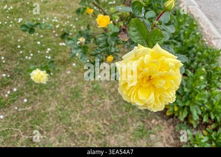 Rosa Hybrida Hybrid Tee Pflanze blüht zart schöne romantische gelbe Blütenblüten Frühling Hintergrund Nahaufnahme Stockfoto