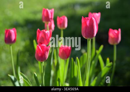 Rosa Tulpen im Frühlingsgarten mit grünem Grashintergrund (Tulipa gesneriana) Stockfoto