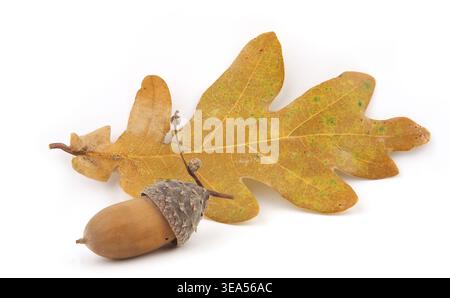 Ahorn- und Eichenblatt isoliert auf weißem Hintergrund. Trockenes braunes gelbes Blatt und Eichel im Herbst. Stockfoto