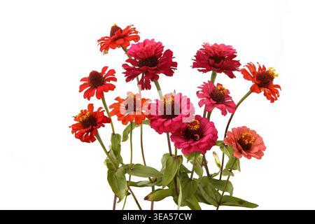 Blumen Zinnia isoliert auf weißem Hintergrund. Blühende schöne Gartenblumen Zinnia Diablo. Stockfoto