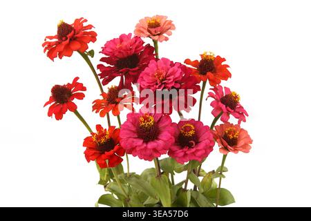 Blumen Zinnia isoliert auf weißem Hintergrund. Blühende schöne Gartenblumen Zinnia Diablo. Stockfoto