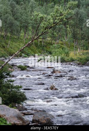 Schnell fließender Fluss mit einer lehnenden Birke Stockfoto