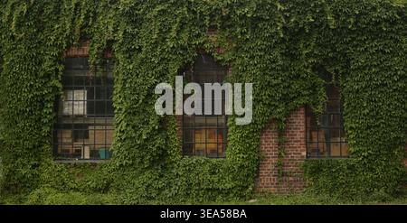Fassade einer Vintage-Fabrik mit Kletterpflanze. Kriecher um die Fenster an der roten Ziegelwand. Stockfoto