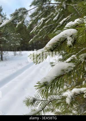 Nahaufnahme von schneebedeckten Kiefernzweigen im Winterwald mit weicher, verschneiten Straße im Hintergrund, natürliche kalte Landschaft. Stockfoto