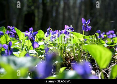 Wilde Veilchen blühen im Frühlingswald (Viola odorata) Stockfoto