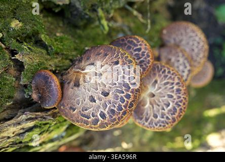 Pilze, die auf Baumstamm im Frühlingswald wachsen Stockfoto
