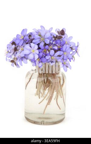 Erste Frühlingsblumen, Anemone hepatica in Glasgefäß isoliert auf weißem Hintergrund. Strauß von blauvioletten Wildwaldblumen Leberkraut. Stockfoto