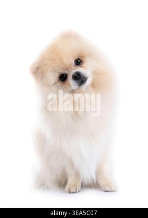 Junge pomeranian vor weißem Hintergrund Stockfoto