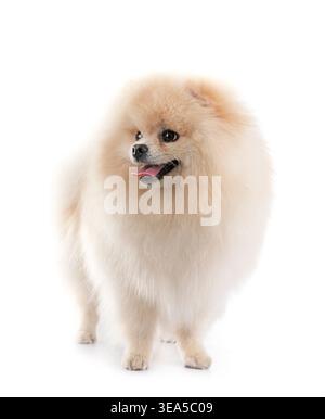 Junge pomeranian vor weißem Hintergrund Stockfoto