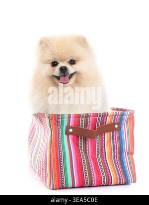 Junge pomeranian vor weißem Hintergrund Stockfoto