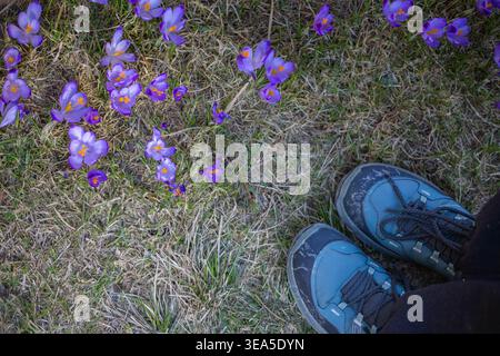 Blick von oben auf Wanderschuhe auf dem Gras mit violetten Krokussen Stockfoto