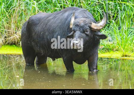 Asiatischer Wasserbüffel, wilder Wasserbüffel, Karabao (Bubalus bubalis, Bubalus arnee), stehend im flachen Wasser Stockfoto