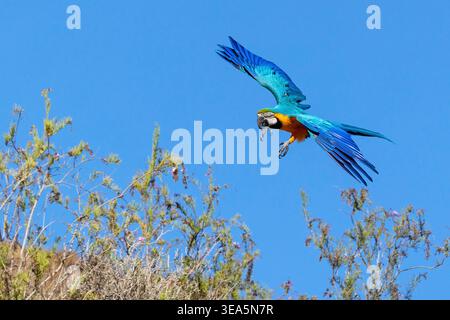 Blauer und gelber Ara, Blauer und Goldara, Blauer und Goldara, Blauer und Gelber Ara (Ara ararauna), Landung auf einem Baum, Kanarische Inseln, Gran Canaria Stockfoto