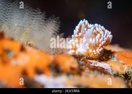 Ein Makrofoto einer Kap-Silberspitze-Nacktschnecke (Janolus capensis) auf dem Kaltwasserriff unter Wasser mit Blick auf die Kamera Stockfoto