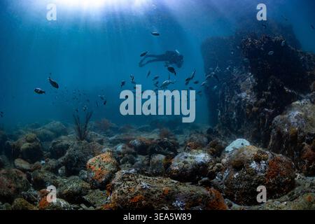 Eine Weitwinkelaufnahme eines flachen Felsenriffs im kalten Wasser von Kapstadt mit einem Taucher in der Ferne und einigen Fischen und Sonnenlicht, die von abo hereinscheinen Stockfoto