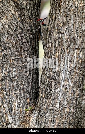 Männlicher Rotnappelsäulenlutscher schaut sich einen Baumwollbaum an, guter Negativraum, Arizona, USA Stockfoto