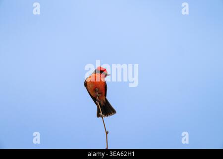 Männlicher Fliegenfänger mit viel negativem Platz, hoch oben auf einem Baum, Arizona, USA Stockfoto