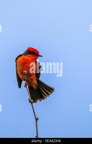 Männlicher Fliegenfänger mit viel negativem Platz, hoch oben auf einem Baum, Arizona, USA Stockfoto