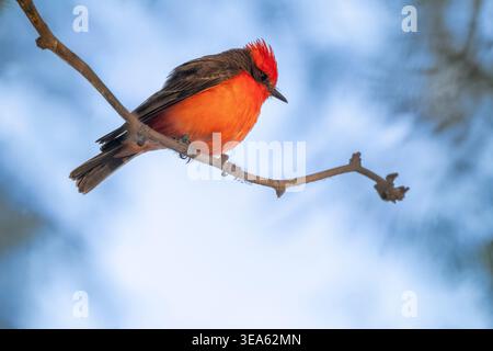 Männlicher Fliegenfänger mit viel negativem Platz, hoch oben auf einem Baum, Arizona, USA Stockfoto